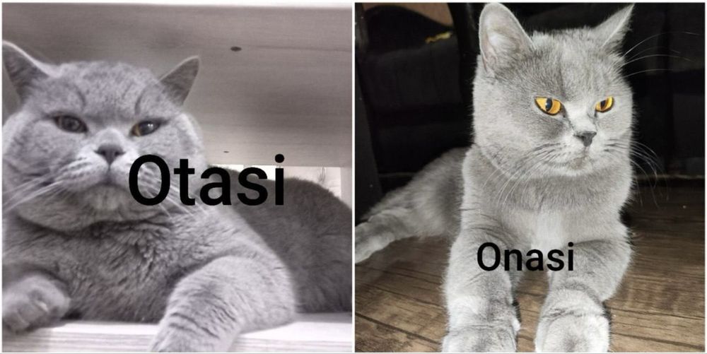 Mushuk skottish strayt scottish straight