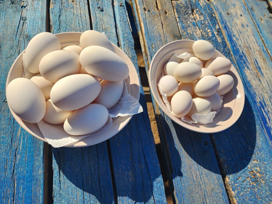 Продаю домашние утиные и гусиные яйца