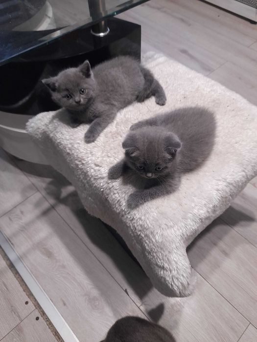 Британски котенца