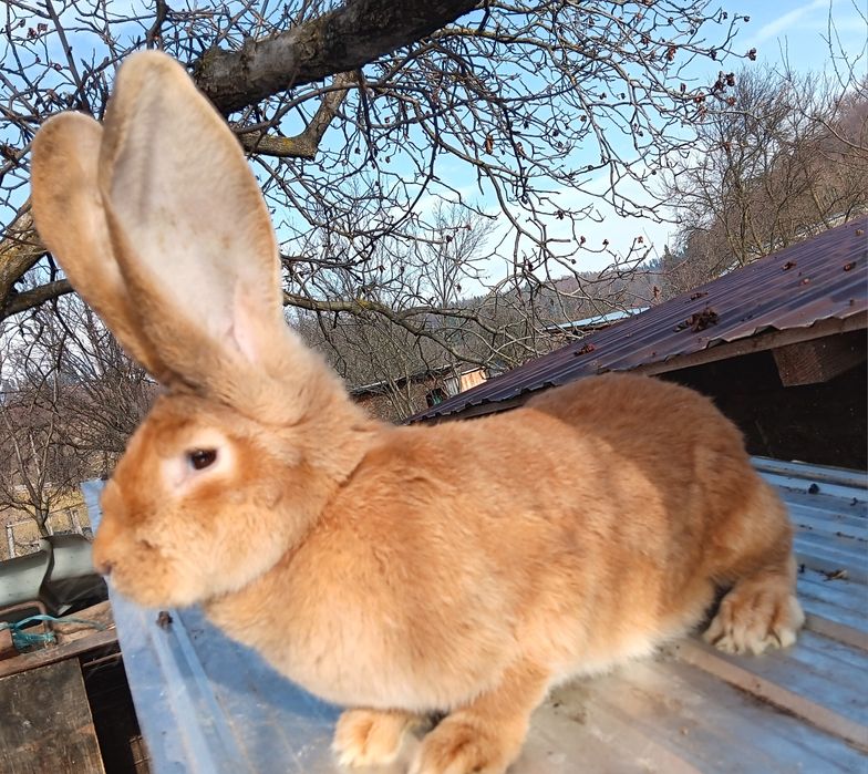 Uriaș german iepuri