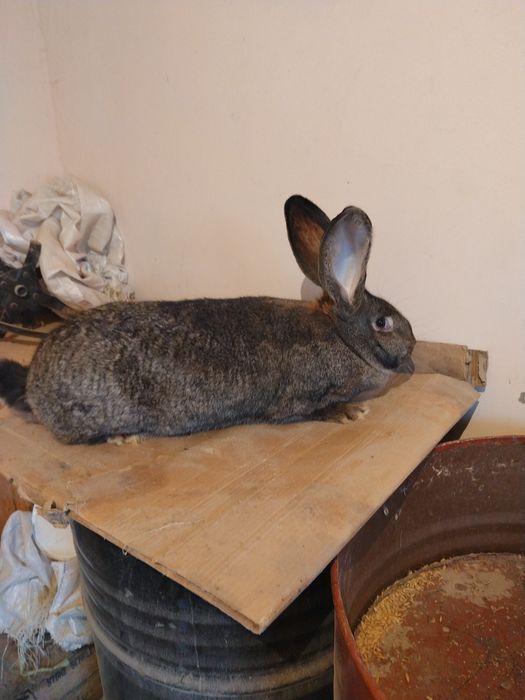 Vand femela de urias german in varsta de 7  luni.