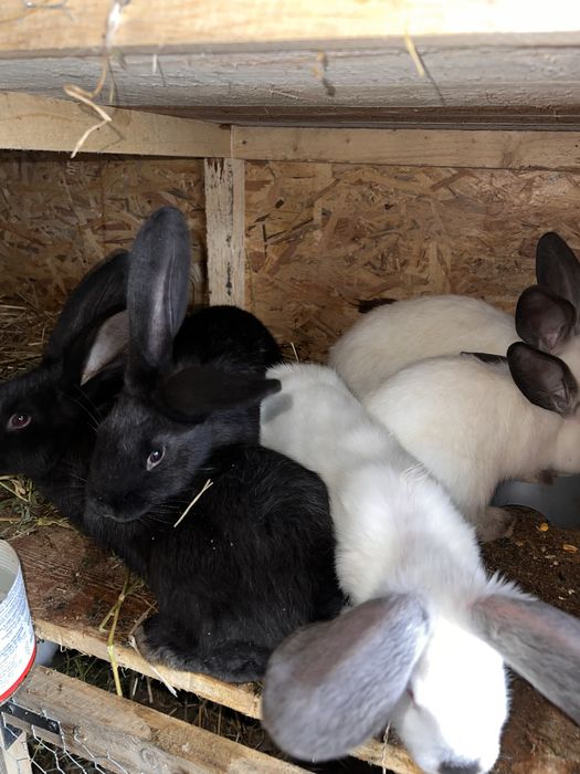 Iepurasi  rase diferite