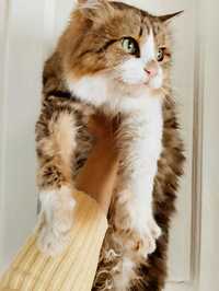 Сибирский кот в ответственные руки