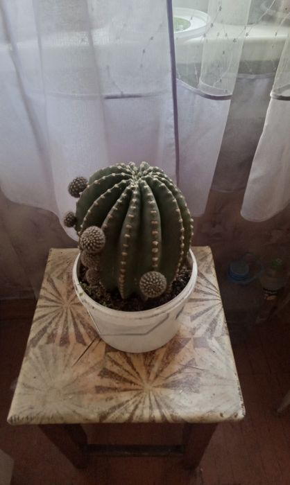 Продам большой кактус