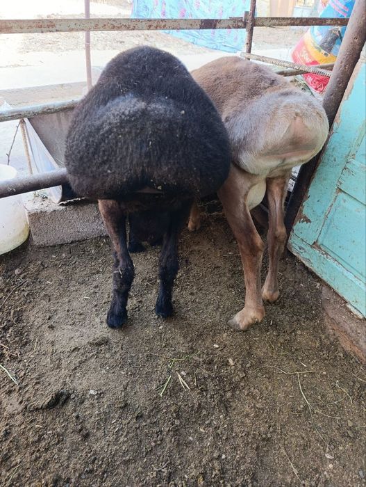 Qoʻchqorlla soni 2dona