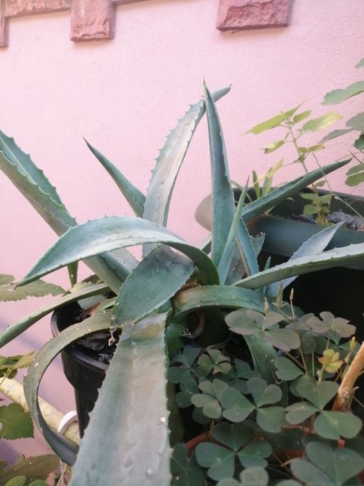 Aloe Vera ghiveci
