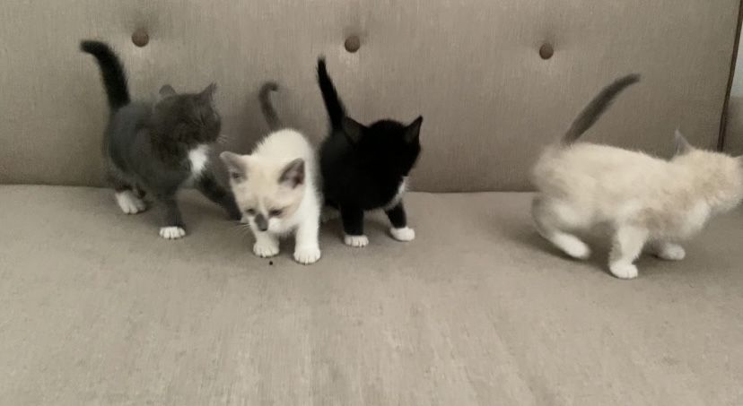 Котята в добрые руки!!!