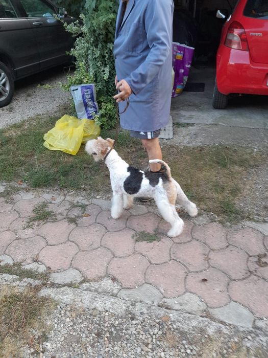 Fox Terrier sârmos