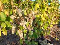 Struguri de vin