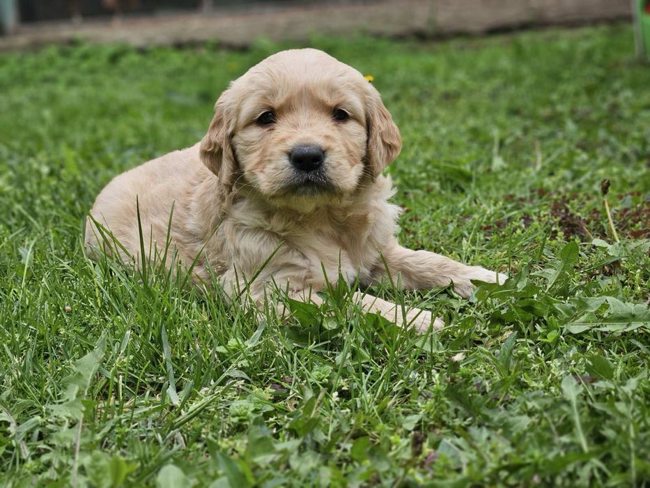 Голдън Ретривър кутрета