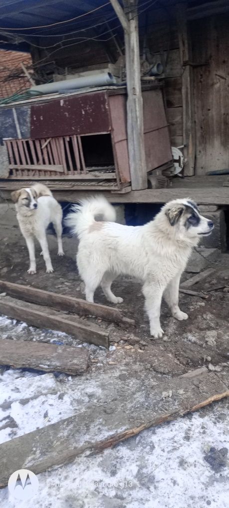 Vând oi și berbecii