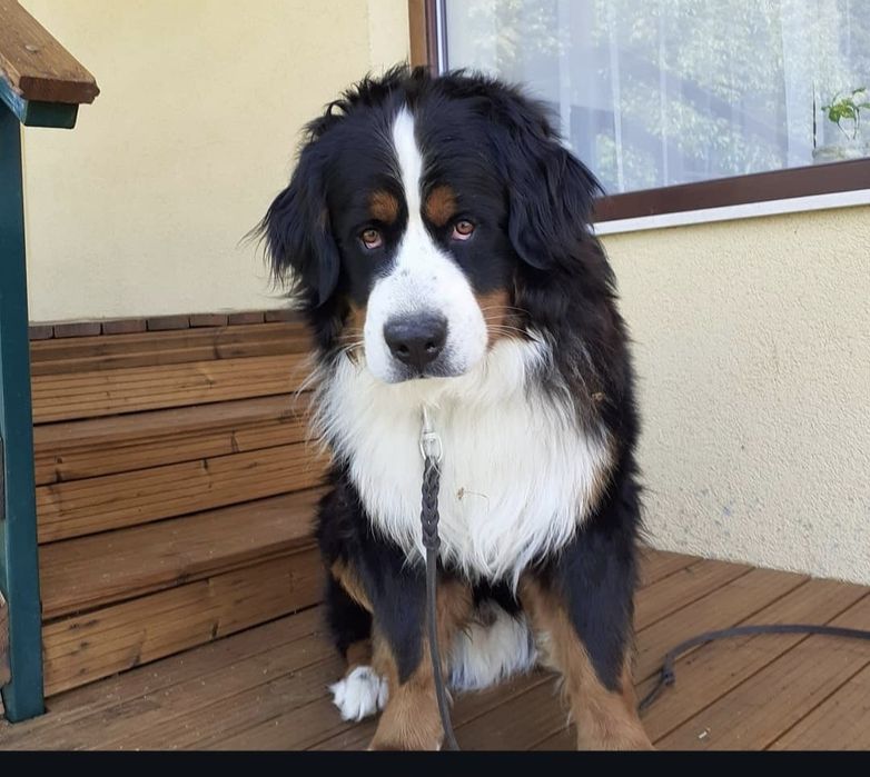 Dresaj canin Pitesti