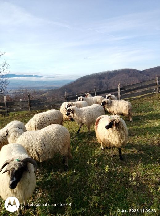 Vindem 11 bucăți ovine