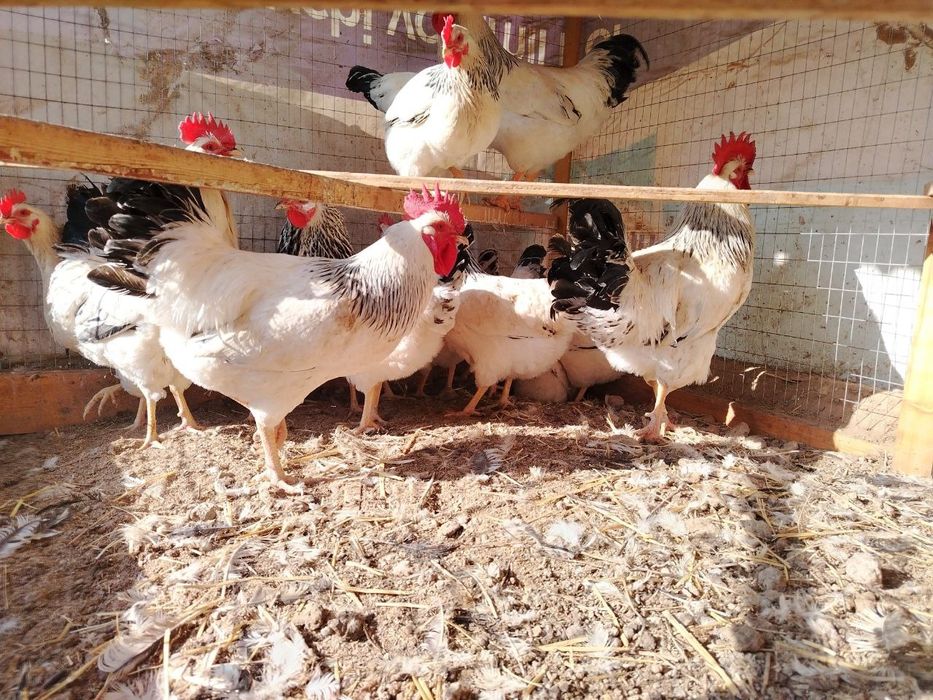 Адлерский серебристый товуклар тухуми