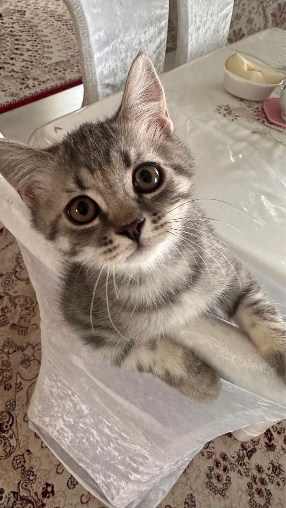 Продается котенок британский