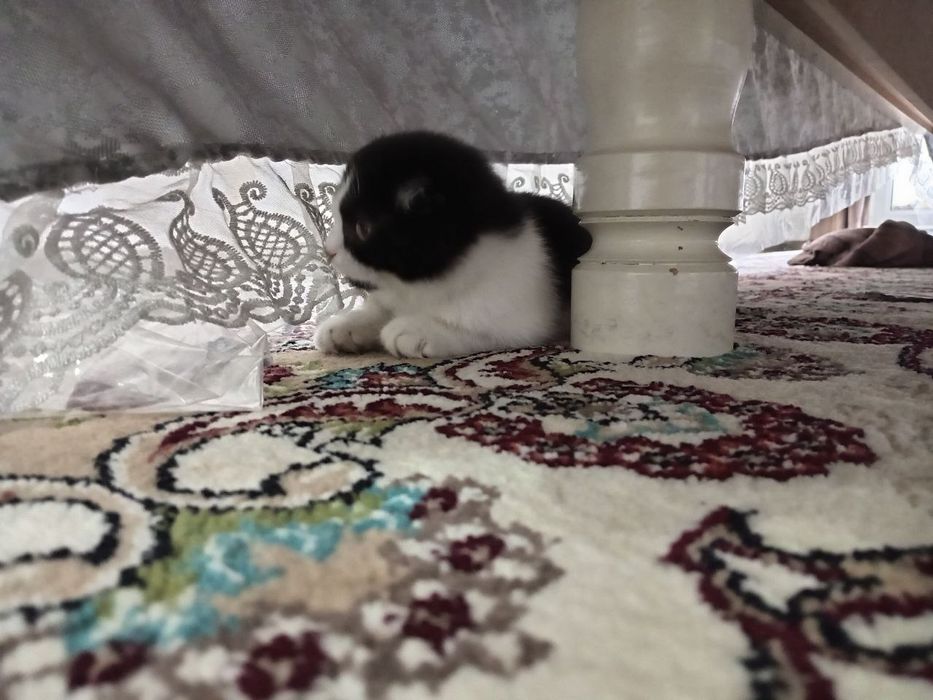 Скотишфолд зотли Мушук сотилади