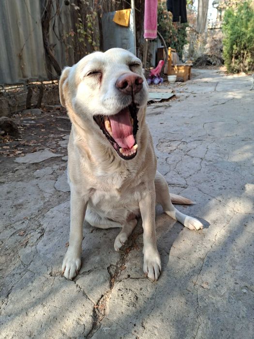 Отдам Собаку в добрые,надежные руки,с отслеживанием.