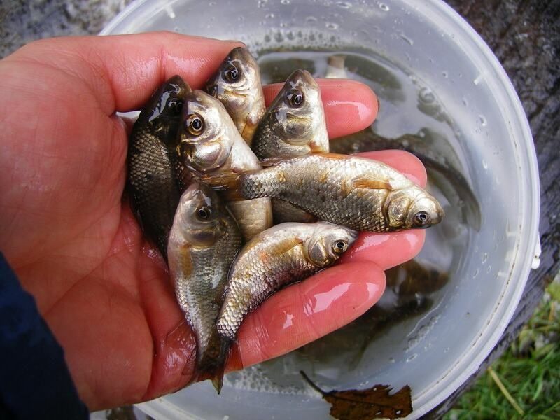 Живцы-карасики,по 50 тенге,телефон