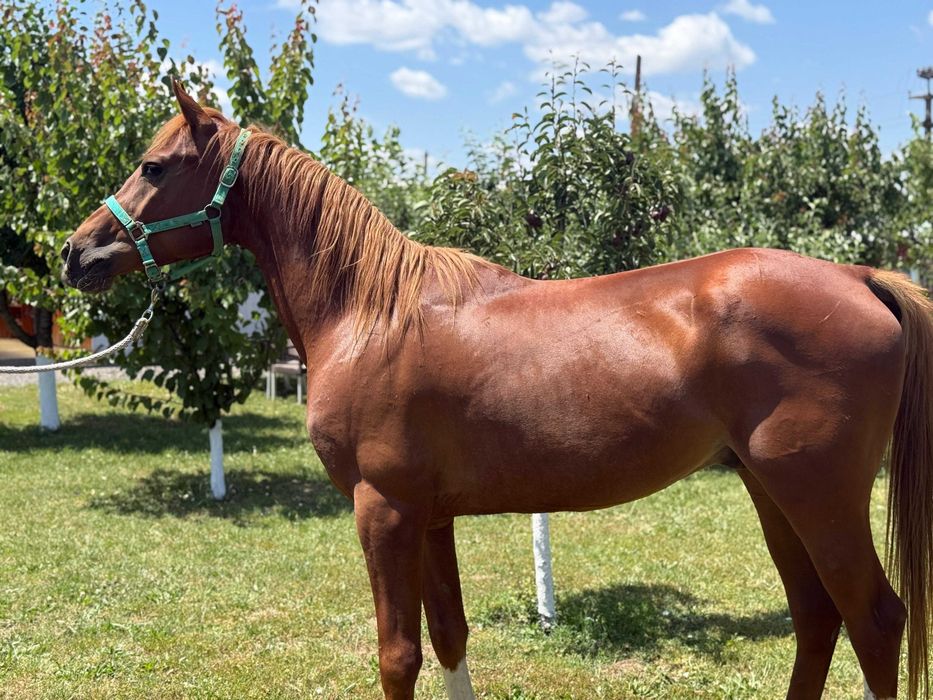 Cal Pur Sânge Arab: Fulger G.V. (Amigo)