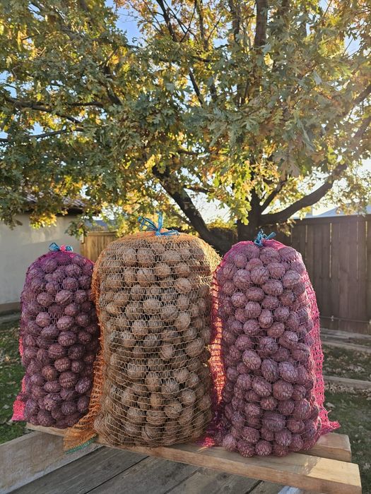 Nuci in coajă producție 2025 certificate ecologic