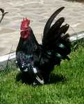 Cocosel chabo!!!
