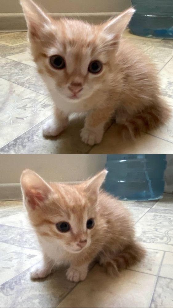 Ищут дом 5 чудесных котят