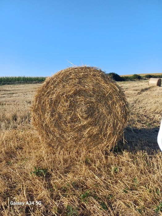 Vând baloti de lucernă