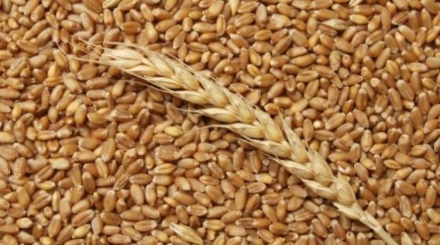Продам ячмень оптом и в розницу