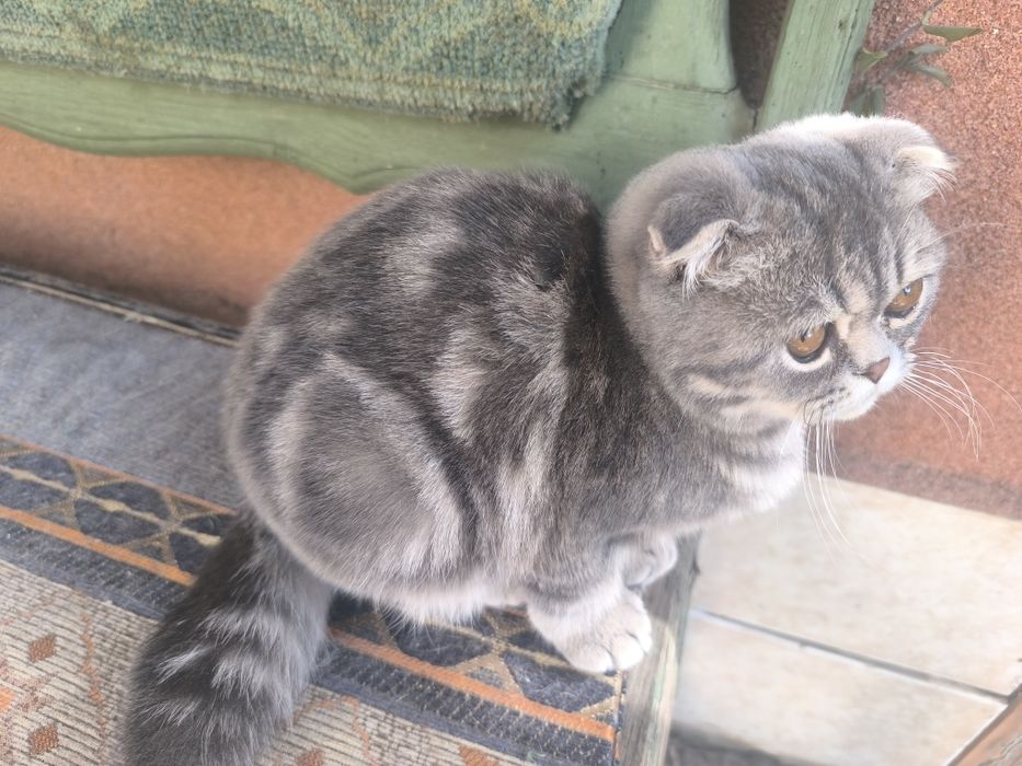 Вислоухие котчта
