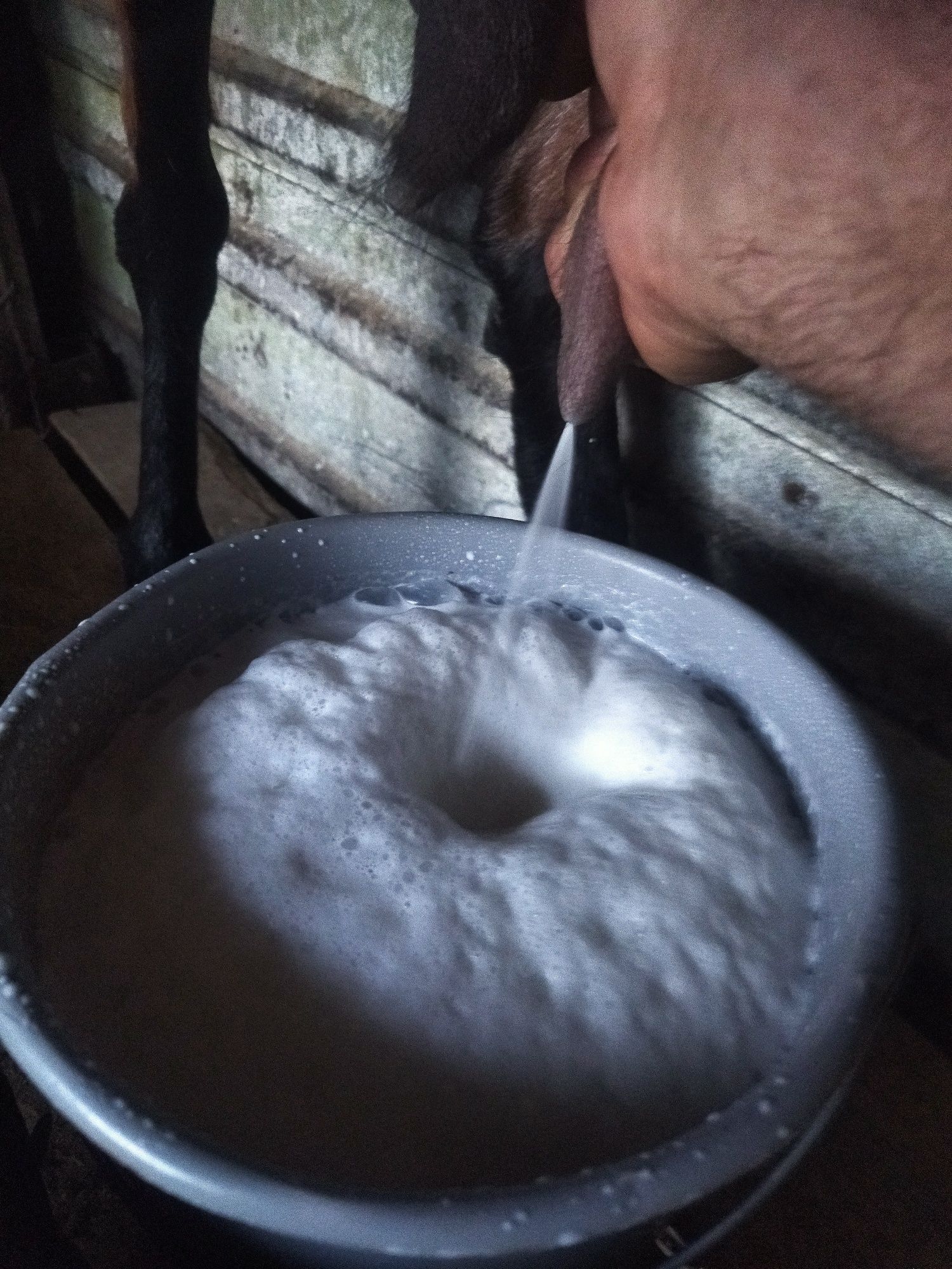 Vând capră alpină franceza originala