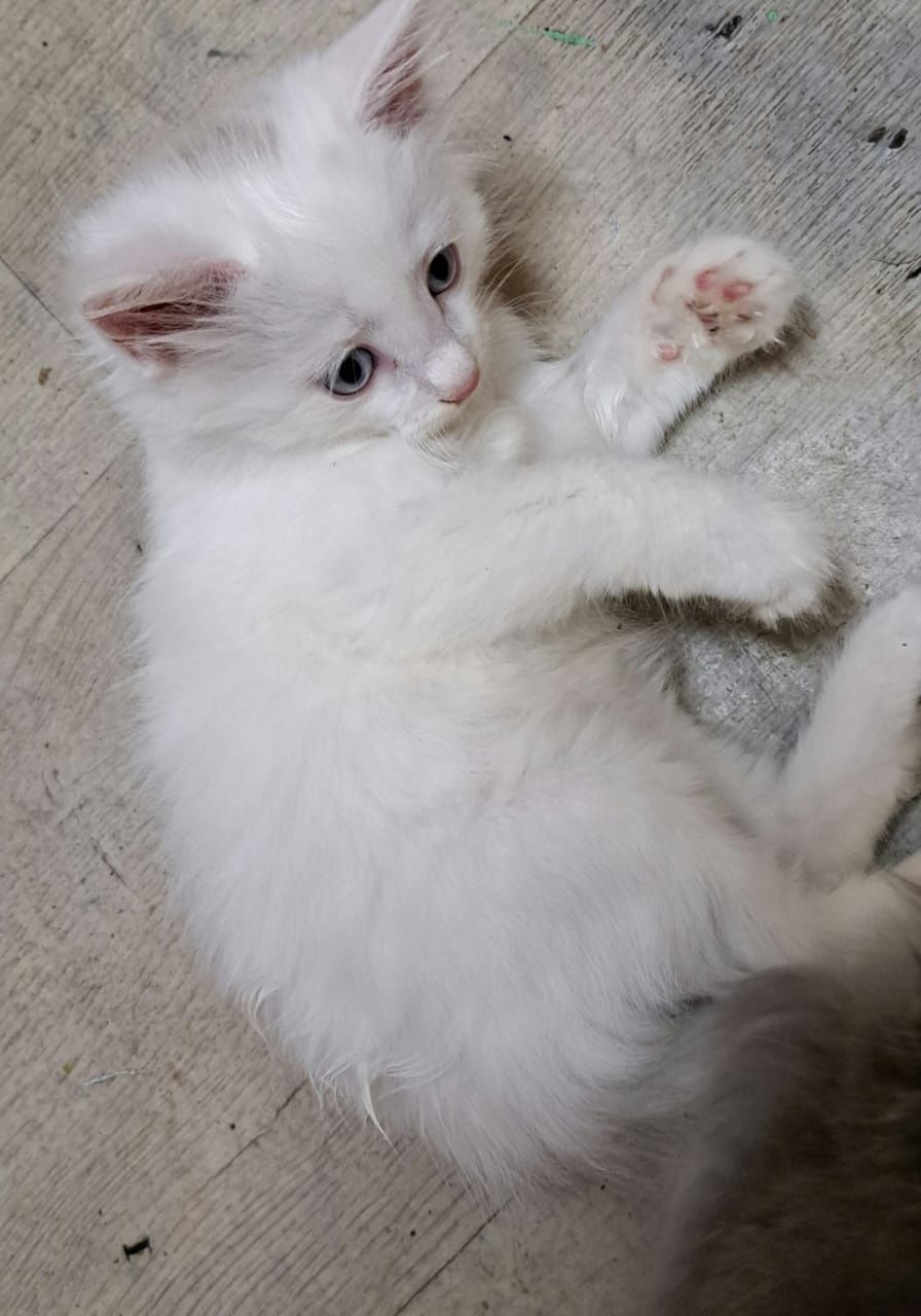 Отдам котёнка в хорошие руки