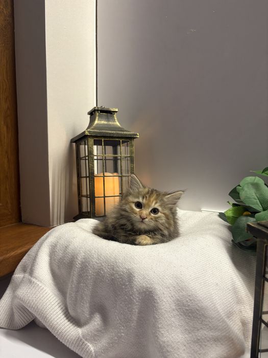 Отдаем котят в хорошие и добрые руки