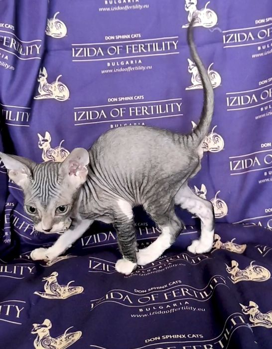 Донски Сфинкс чистокръвно момченце