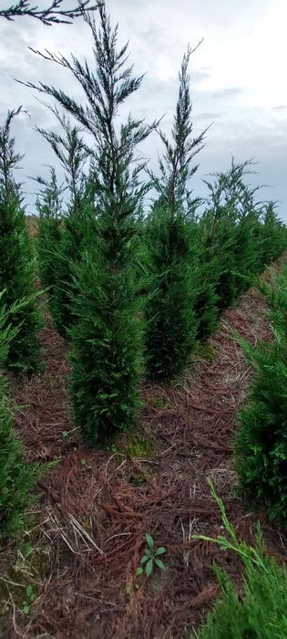 Leylandii 2.5m- 3m gard viu/ calitate premium/ gazon rulou sport