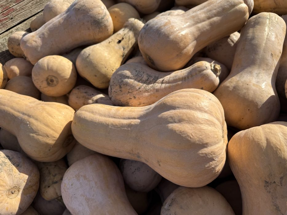 Vand dovleci placintari Matilda f1 calitatea intai