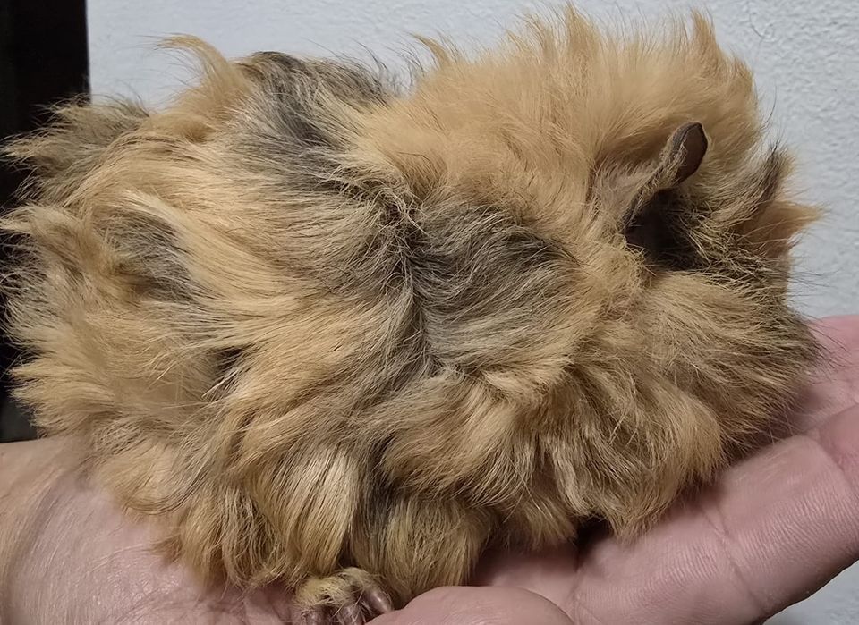 Porcusori de guineea