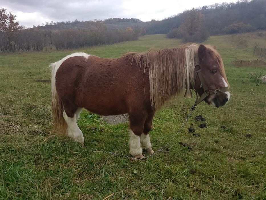 Ponei de vânzare