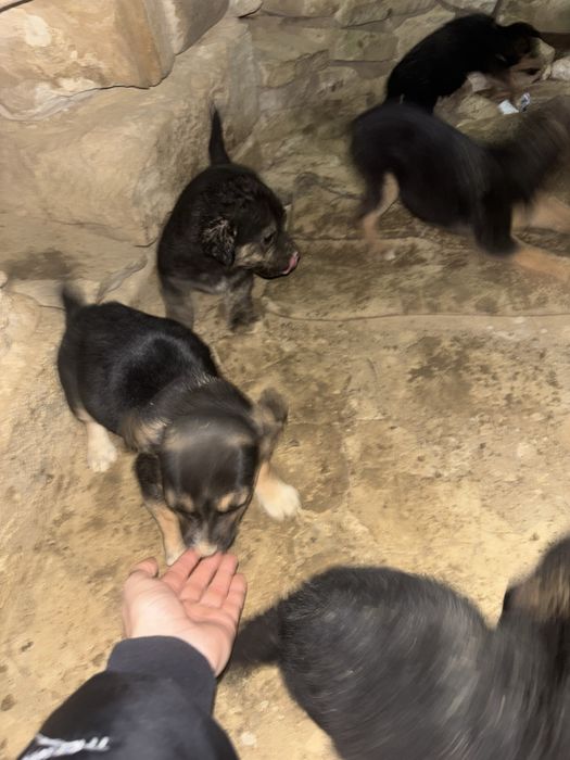 doman 5 pui de catel