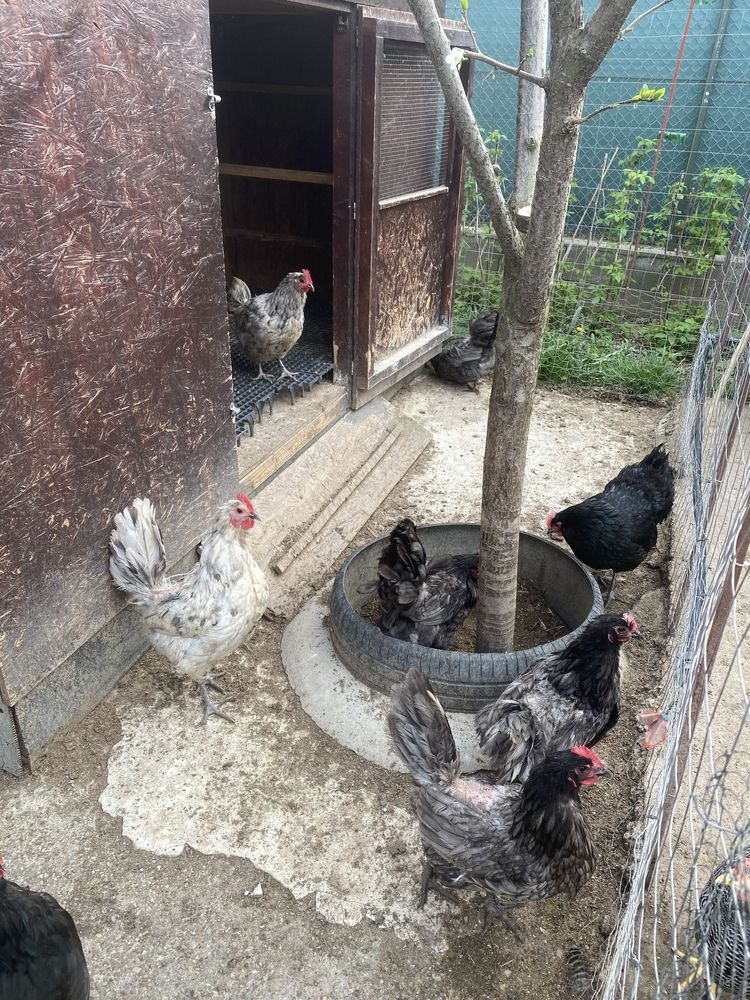 Gaini si cocosi australorp plymouth araucana