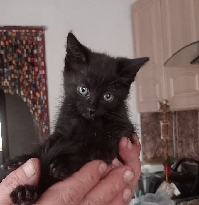 Котята бесплатно кот и кошечка.