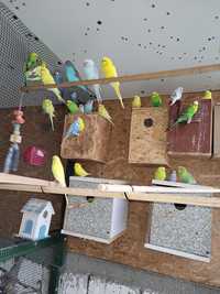 Papagali peruși diferite culori