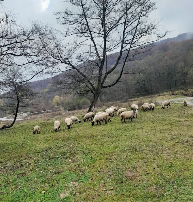 Oi Suffolk, între 2-4 ani.