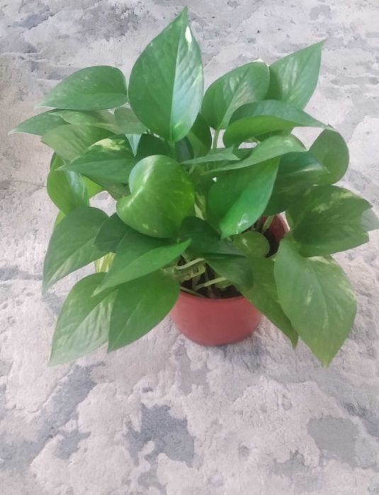 Продаю разнообразные комнатные растения .