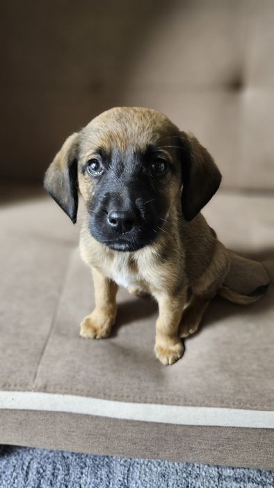 Подаряват се кученца безплатно