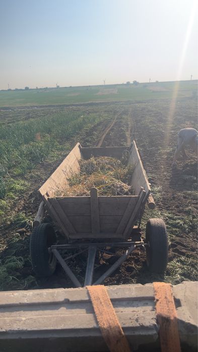 Usturoi Romanesc de vanzare