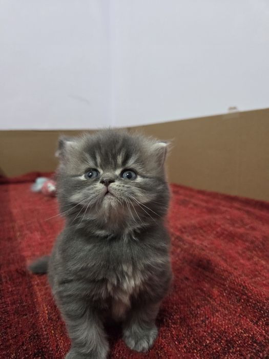 Персийски котета