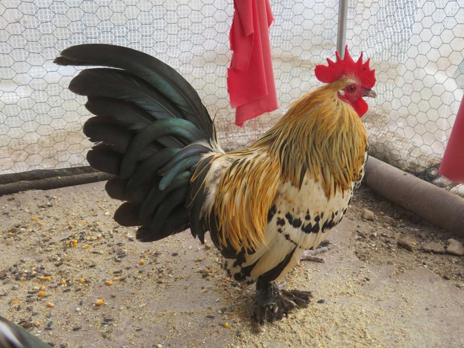 Mii de flori lemon (galben citrin portelan)