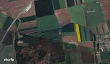 DASCALU - ILFOV, Teren intravilan arabil in suprafata de 12.400 mp