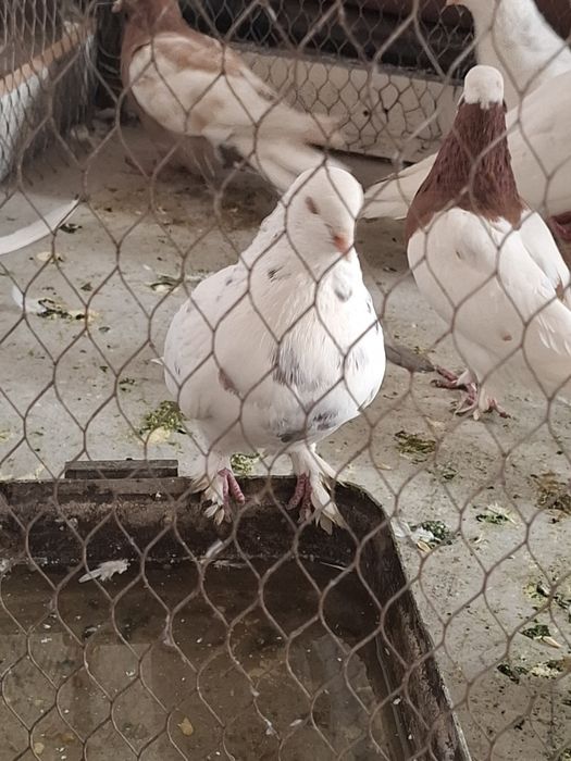 Продаются голуби