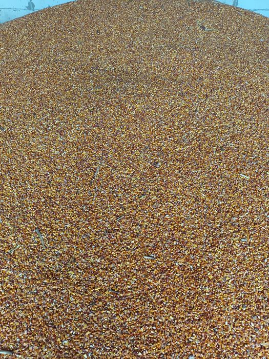 Porumb  bobe de vânzare